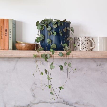 String Of Hearts House Plant in Elho Pot Plastic Navy