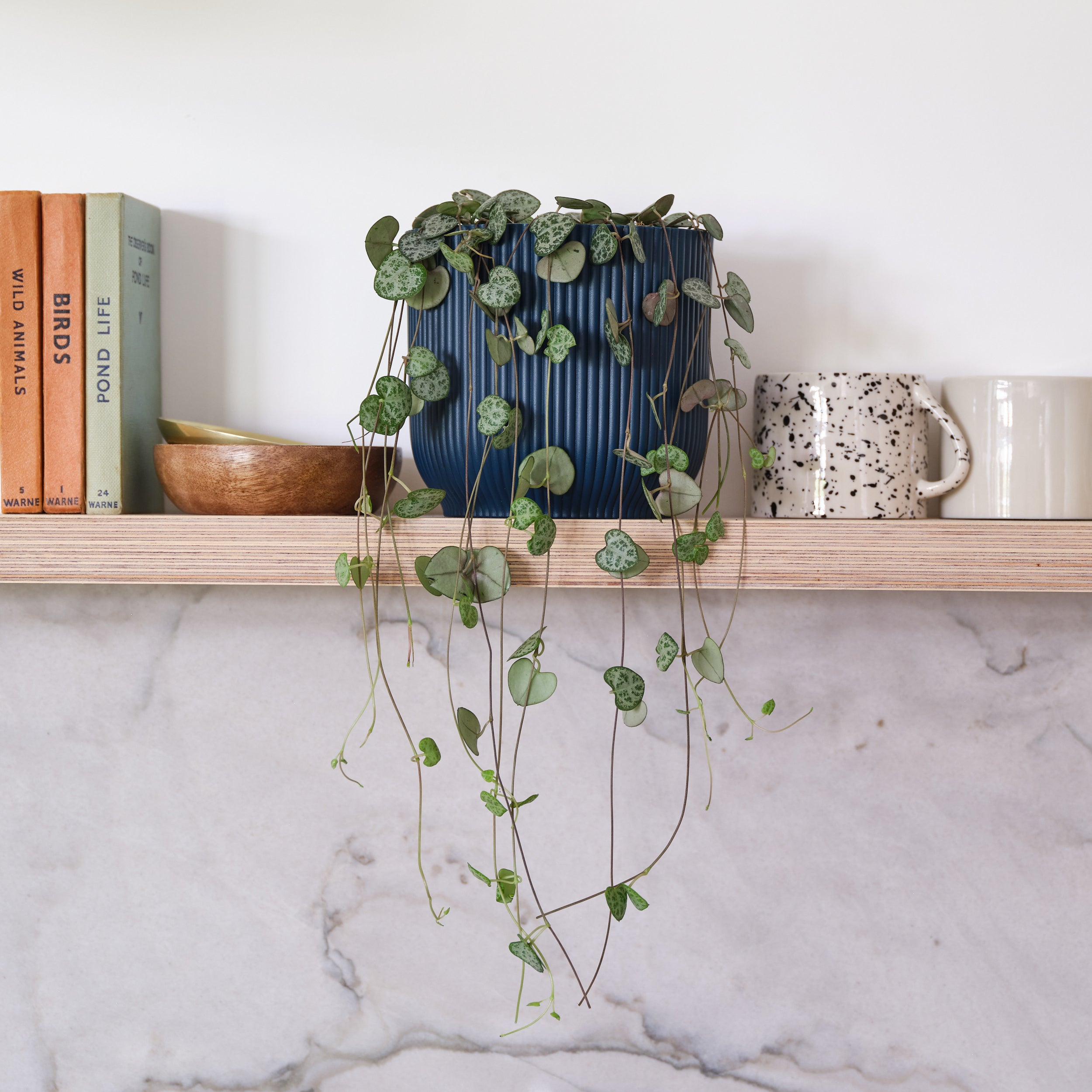 String Of Hearts House Plant in Elho Pot Plastic Navy String Of Hearts House Plant in Elho Pot Plastic Navy