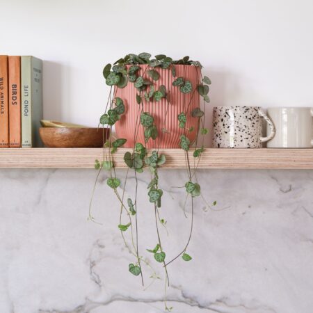 String Of Hearts House Plant in Elho Pot Plastic Pink