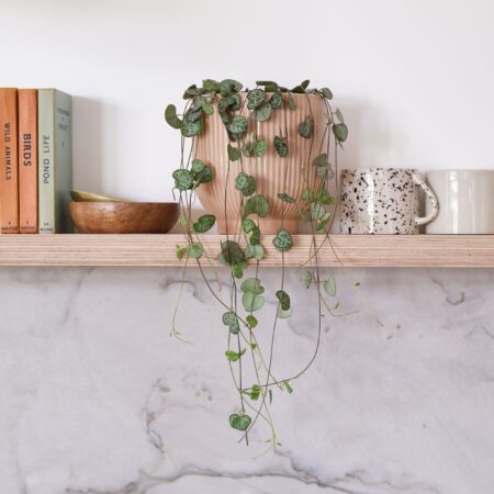 String Of Hearts House Plant in Ribbed Pot Ceramic Pink
