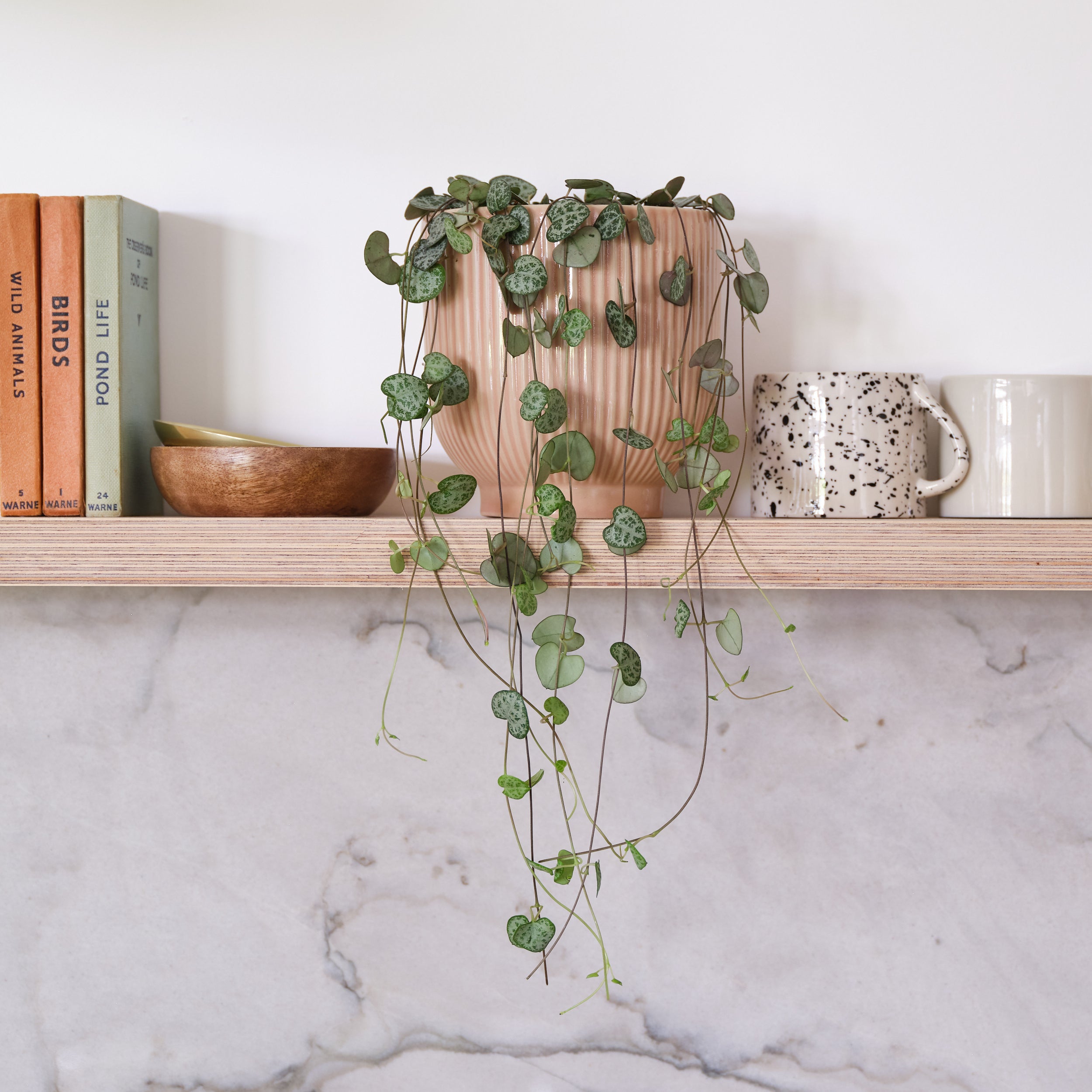 String Of Hearts House Plant in Ribbed Pot Ceramic Pink