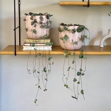 String of Hearts Potted House Plant Bundle Earthenware Clay