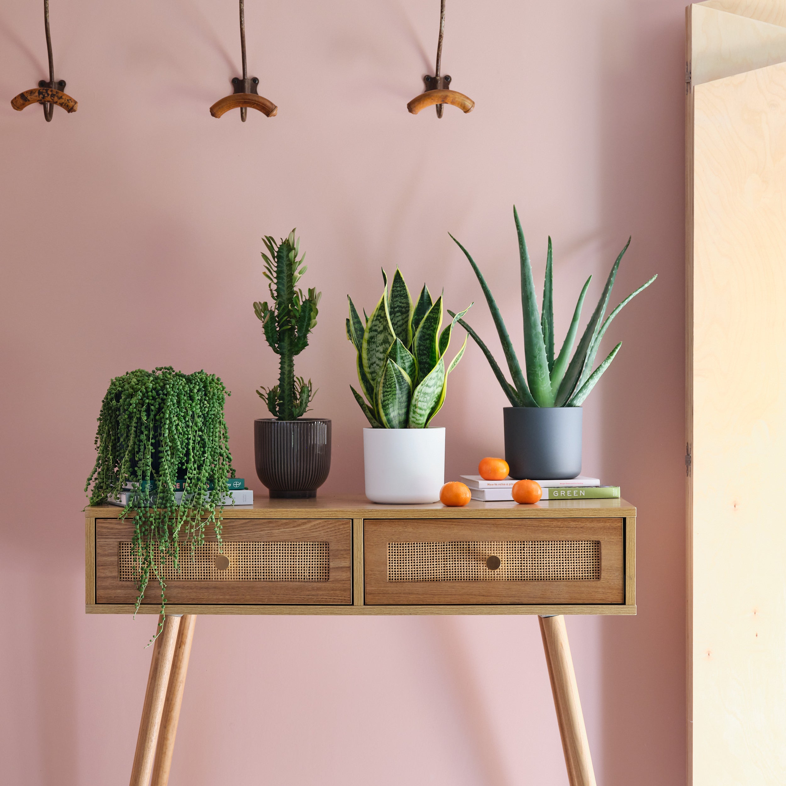 Sunny Potted House Plant Bundle MultiColoured Sunny Potted House Plant Bundle MultiColoured