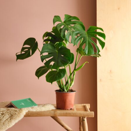 Swiss Cheese House Plant Brown