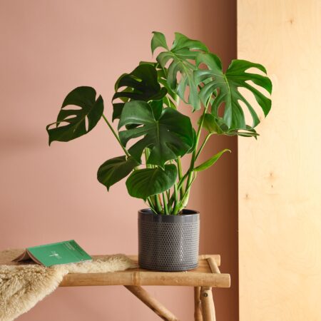 Swiss Cheese House Plant in Capri Pot Ceramic Black