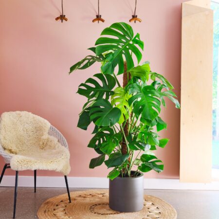 Swiss Cheese House Plant in Earthenware Pot Earthenware Dark Grey