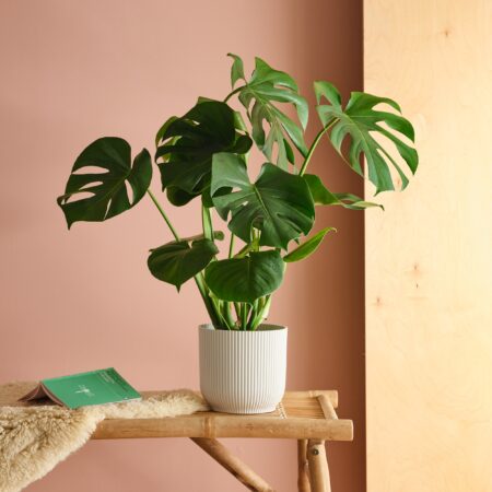 Swiss Cheese House Plant in Elho Pot Plastic White