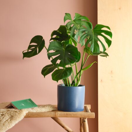 Swiss Cheese House Plant in Pot Earthenware Blue
