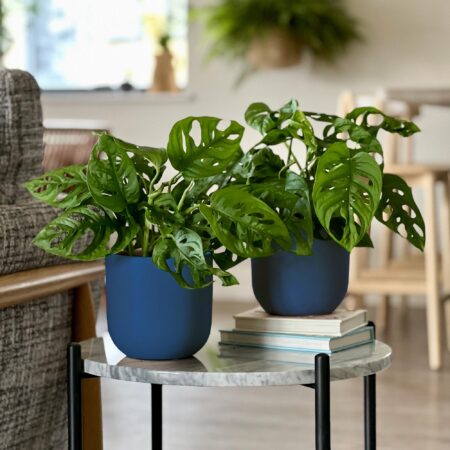 Swiss Cheese Obliqua Potted House Plant Bundle Earthenware Blue