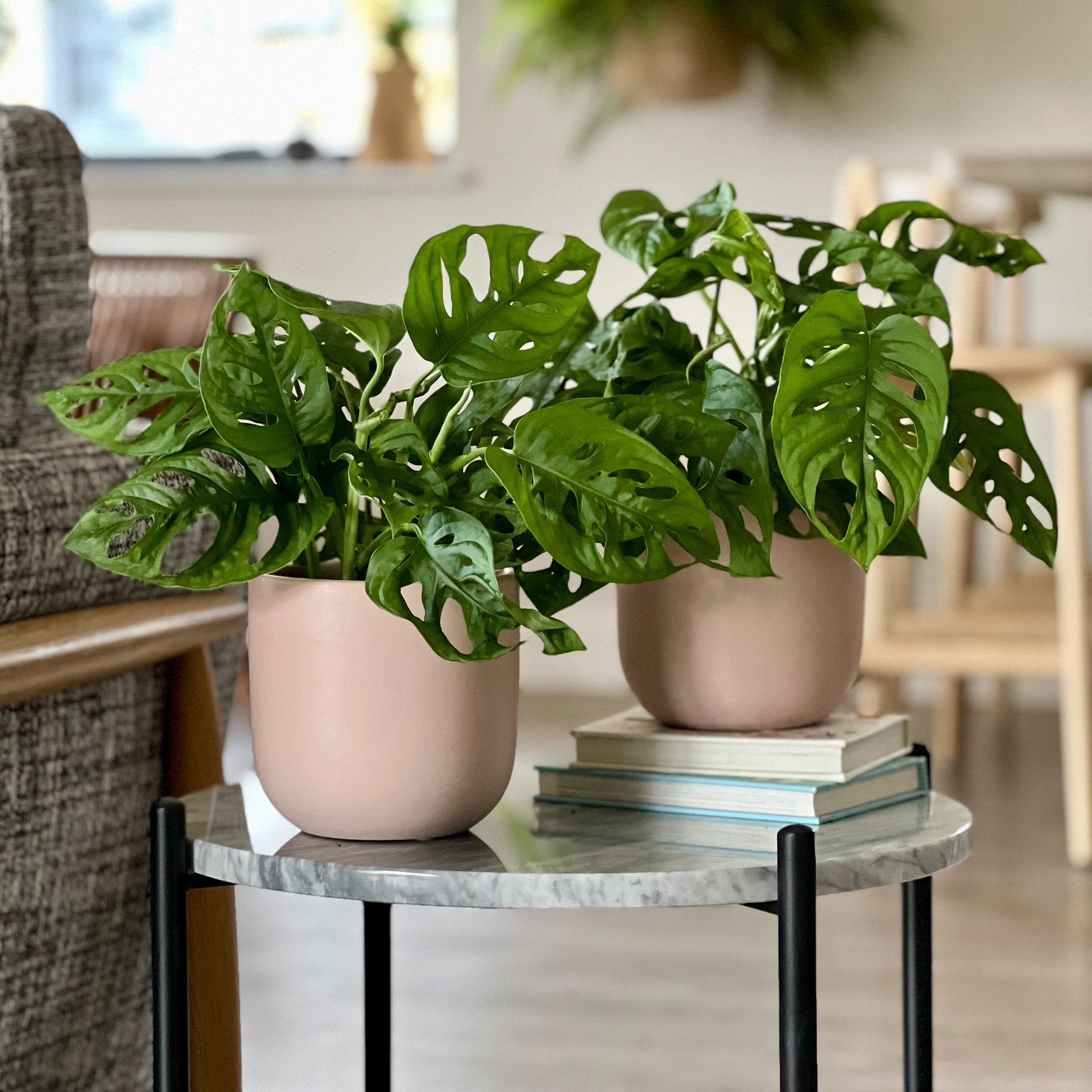 Swiss Cheese Obliqua Potted House Plant Bundle Earthenware Clay Swiss Cheese Obliqua Potted House Plant Bundle Earthenware Clay