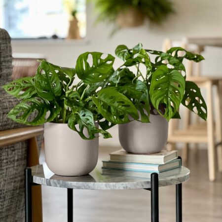 Swiss Cheese Obliqua Potted House Plant Bundle Earthenware Oyster
