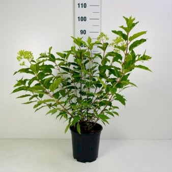 Syrén-Hortensia 'Kyushu' Potte 6,5 liter 60-80 cm.