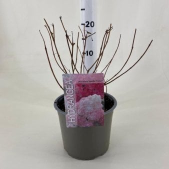 Syrén-Hortensia 'Vanille Fraise' 3 Liter potte