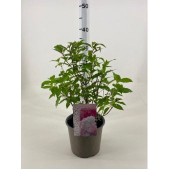 Syrén-Hortensia 'Vanille Fraise' Potte 3,0 liter,- 30-40 cm. Syrén-Hortensia 'Vanille Fraise' Potte 3,0 liter,- 30-40 cm.