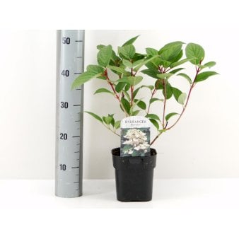 Syrén-hortensia 'Wims Red' Potte 2,0 liter,- 25-30 cm.