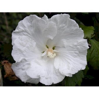 Syrisk Rose 'Diana' Potte 7,5 liter 70-80 cm.