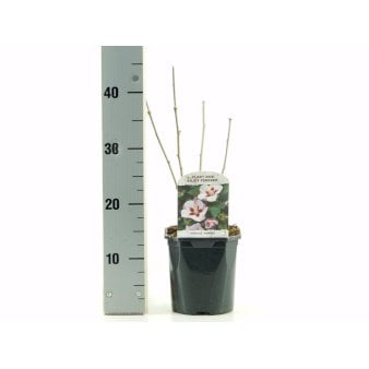 Syrisk Rose 'Hamabo' 2 Liter potte