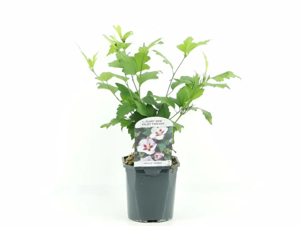 Syrisk Rose 'Hamabo' - Potte 2,0 liter Syrisk Rose 'Hamabo' - Potte 2,0 liter