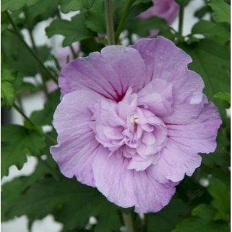Syrisk Rose 'Lavender Chiffon' (R) Potte 7,5 liter 60-70 cm.
