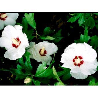 Syrisk Rose 'Red Heart' Potte 2,0 liter,- 30-40 cm.