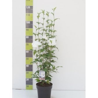 Syrisk Rose 'White Chiffon' (R) Potte 4,0 liter,- 50-60 cm.