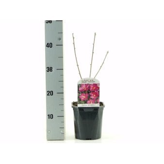 Syrisk Rose 'Woodbridge' 2 Liter potte