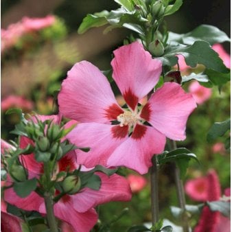 Syrisk Rose 'Woodbridge' Potte 2,0 liter,- 30-40 cm.
