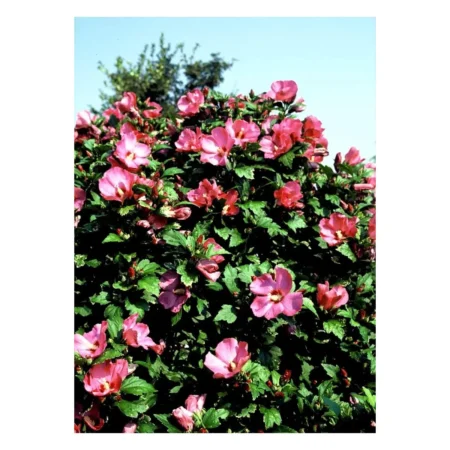 Syrisk Rose 'Woodbridge' - Potte 2,0 liter
