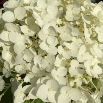 Træagtig hortensia 'Strong Annabelle'® Potte 4,6 liter,- 40-60 cm.