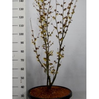 Troldnød 'Westerstede' Potte 45 liter,- 125-150 cm.