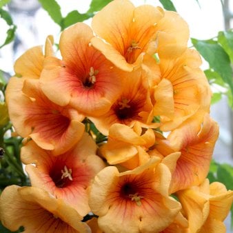 Trompetblomst 'Golden Trumpet'® Potte 2,0 liter,- Opbundet 60-100 cm Trompetblomst 'Golden Trumpet'® Potte 2,0 liter,- Opbundet 60-100 cm