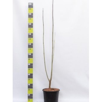 Trompettræ Potte 20 liter,- 150-175 cm