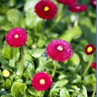 Tusindfryd 'Planet Red' 10 cm. potte