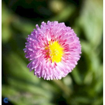 Tusindfryd 'Planet Strawberry and Cream' 10 cm. potte Tusindfryd 'Planet Strawberry and Cream' 10 cm. potte