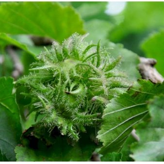 Tyrkisk Hassel Potte 7,5 liter 150-175 cm. Tyrkisk Hassel Potte 7,5 liter 150-175 cm.