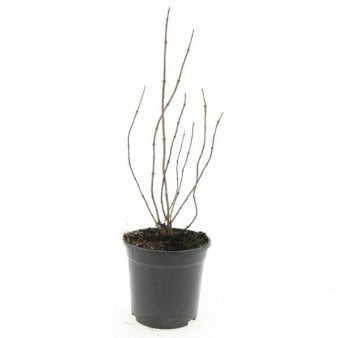 Uægte Jasmin 'Coronarius' 1,5 liter potte