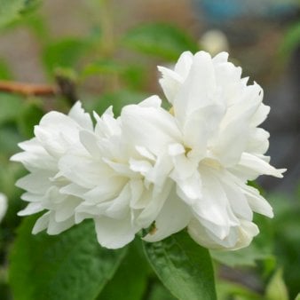 Uægte Jasmin 'Schneesturm' 3 Liter potte