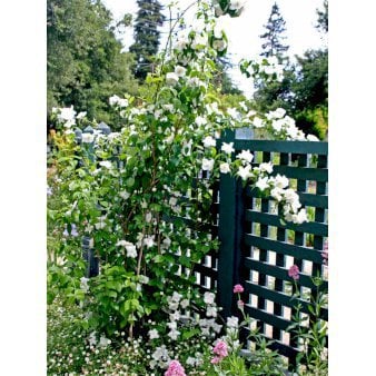 Uægte Jasmin 'Virginalis' Potte 2,0 liter,- 30-40 cm.