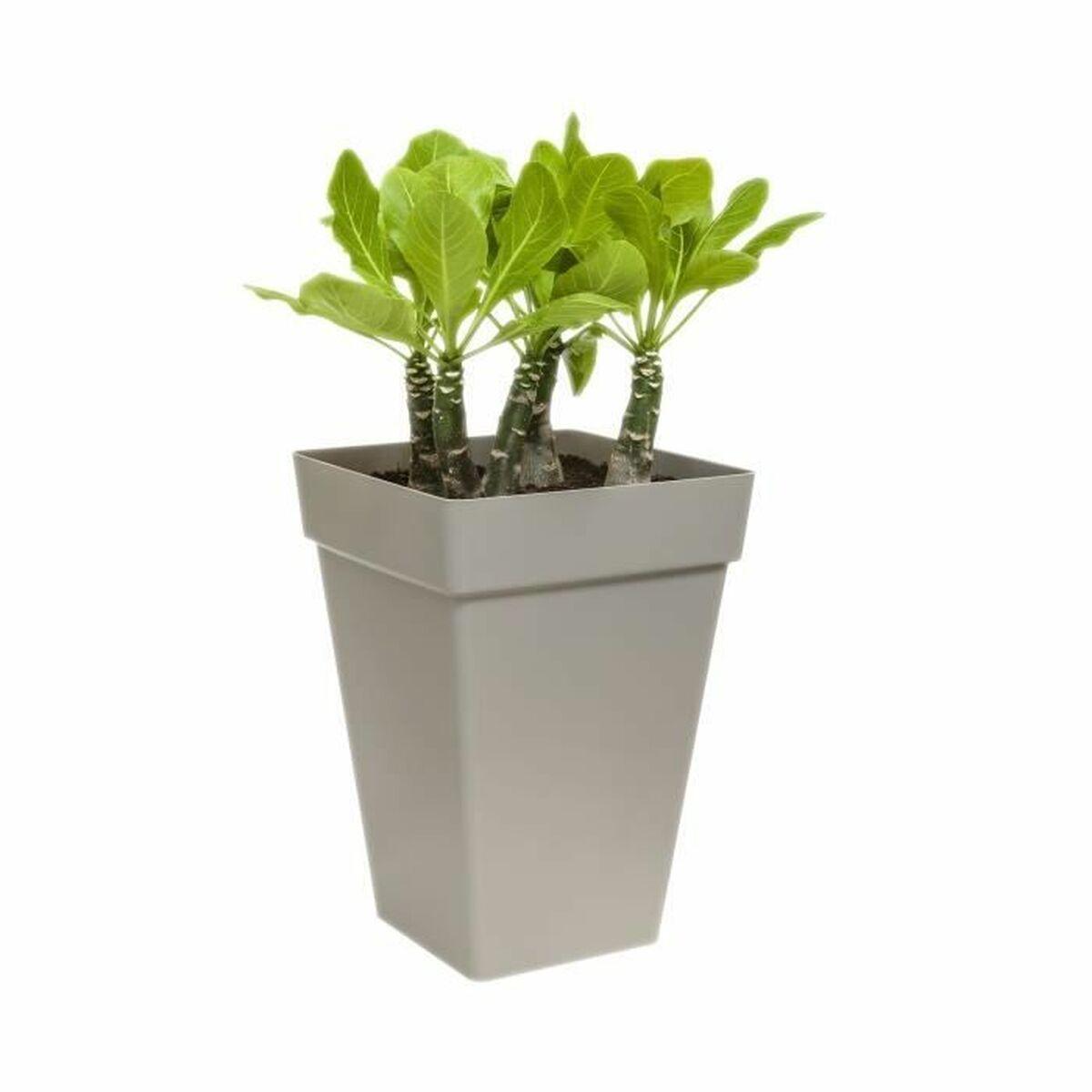 Urtepotte Elho Ø 29,5 cm Hvid polypropylen Plastik Firkantet Moderne Urtepotte Elho Ø 29,5 cm Hvid polypropylen Plastik Firkantet Moderne