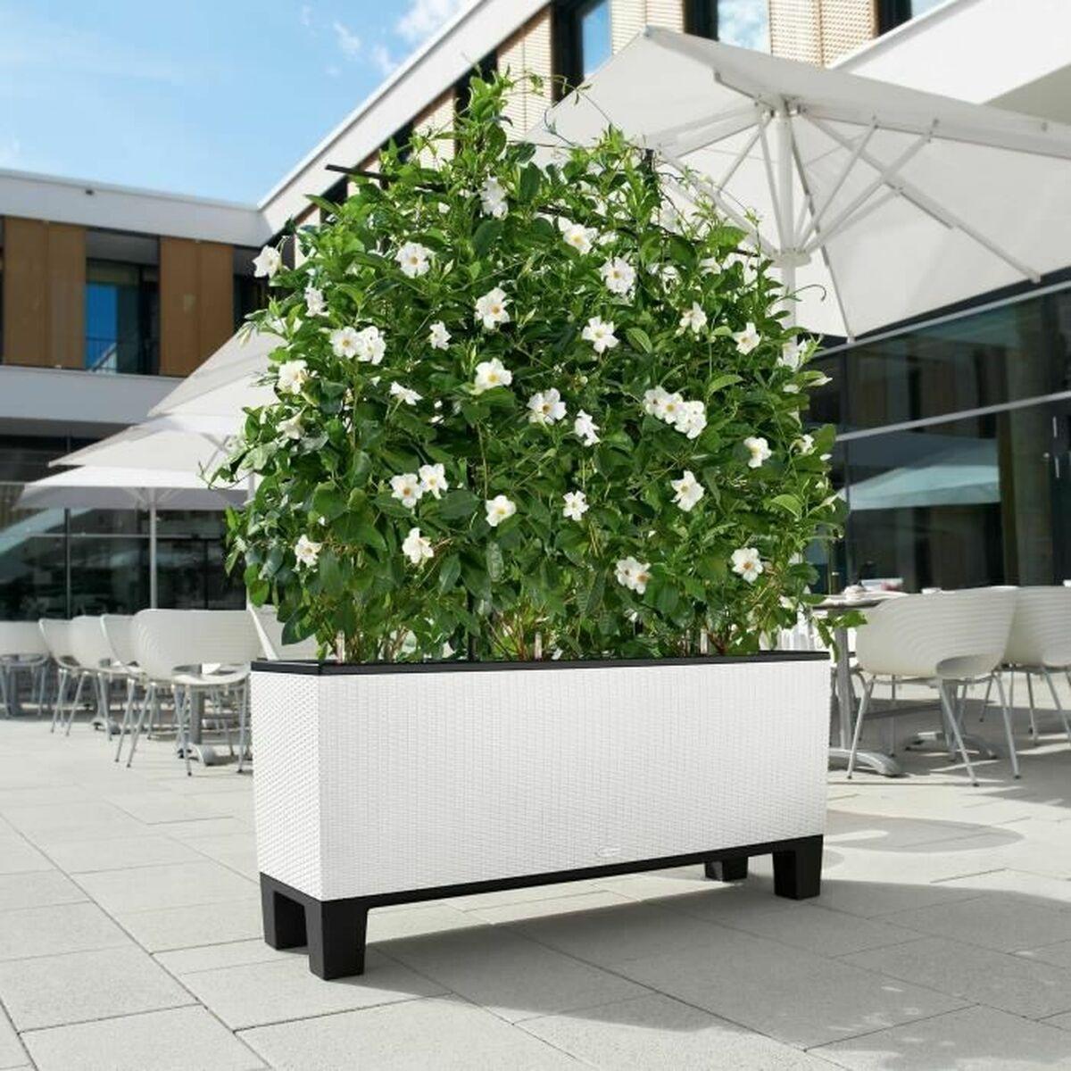 Urtepotte Lechuza 32 x 100 x 34 cm Hvid Plastik Rektangulær Urtepotte Lechuza 32 x 100 x 34 cm Hvid Plastik Rektangulær
