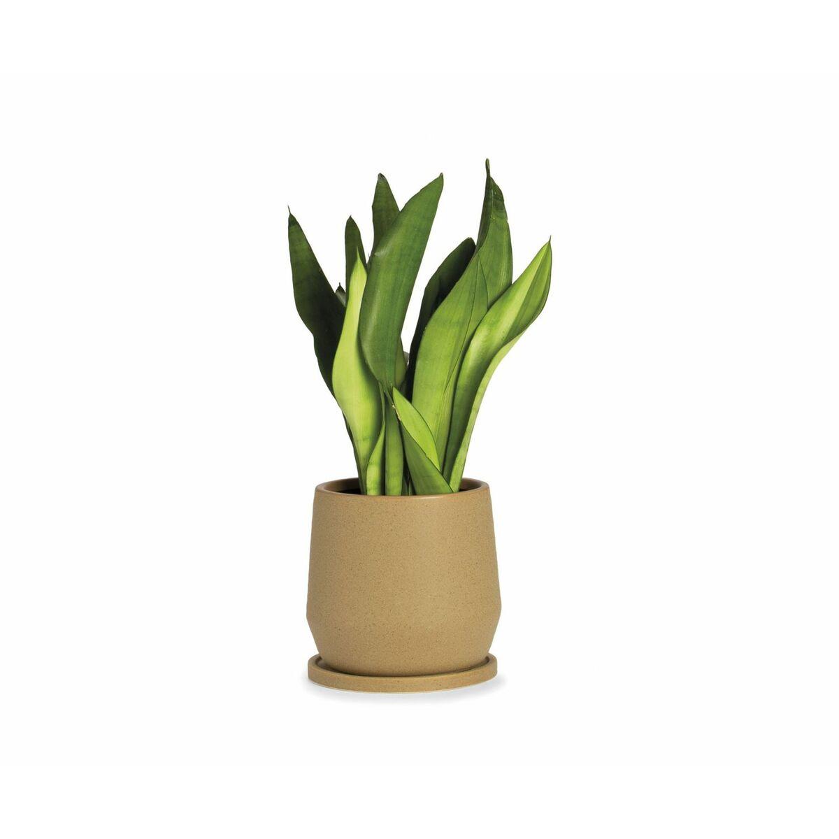 Urtepotte med fad Alexandra House Living Beige Keramik 18 x 18 x 18 cm Urtepotte med fad Alexandra House Living Beige Keramik 18 x 18 x 18 cm
