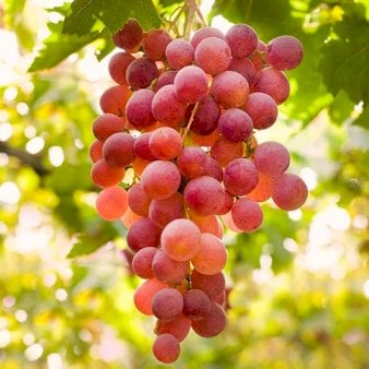 Vin 'Suffolk Red' Potte 3,0 liter,- Opbundet 80-100 cm.