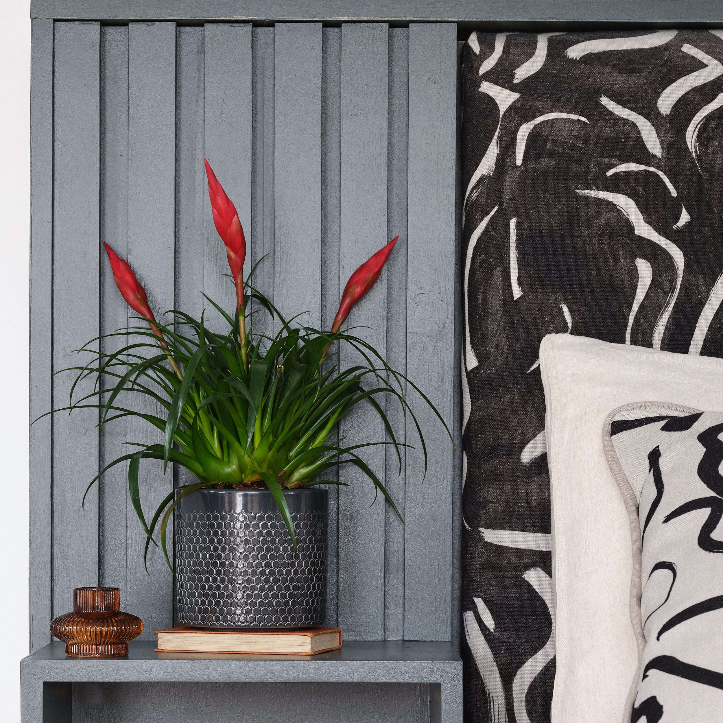 Vriesea Astrid House Plant in Capri Pot Ceramic Black