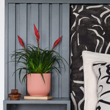 Vriesea Astrid House Plant in Elho Pot Plastic Pink
