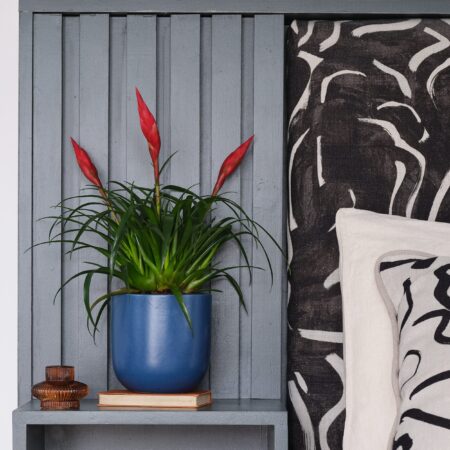 Vriesea Astrid House Plant in Pot Earthenware Blue