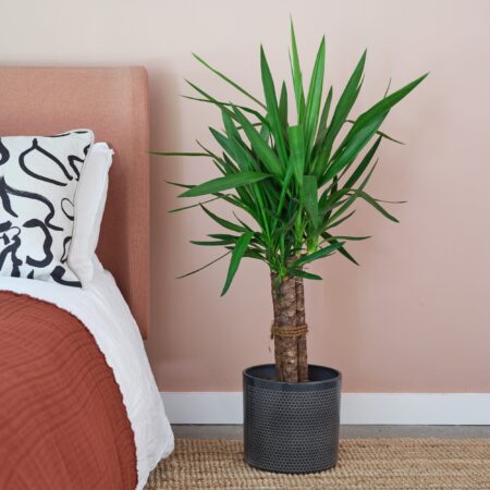 Yucca House Plant in Capri Pot Ceramic Black