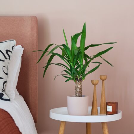 Yucca House Plant in Earthenware Pot Earthenware Pink
