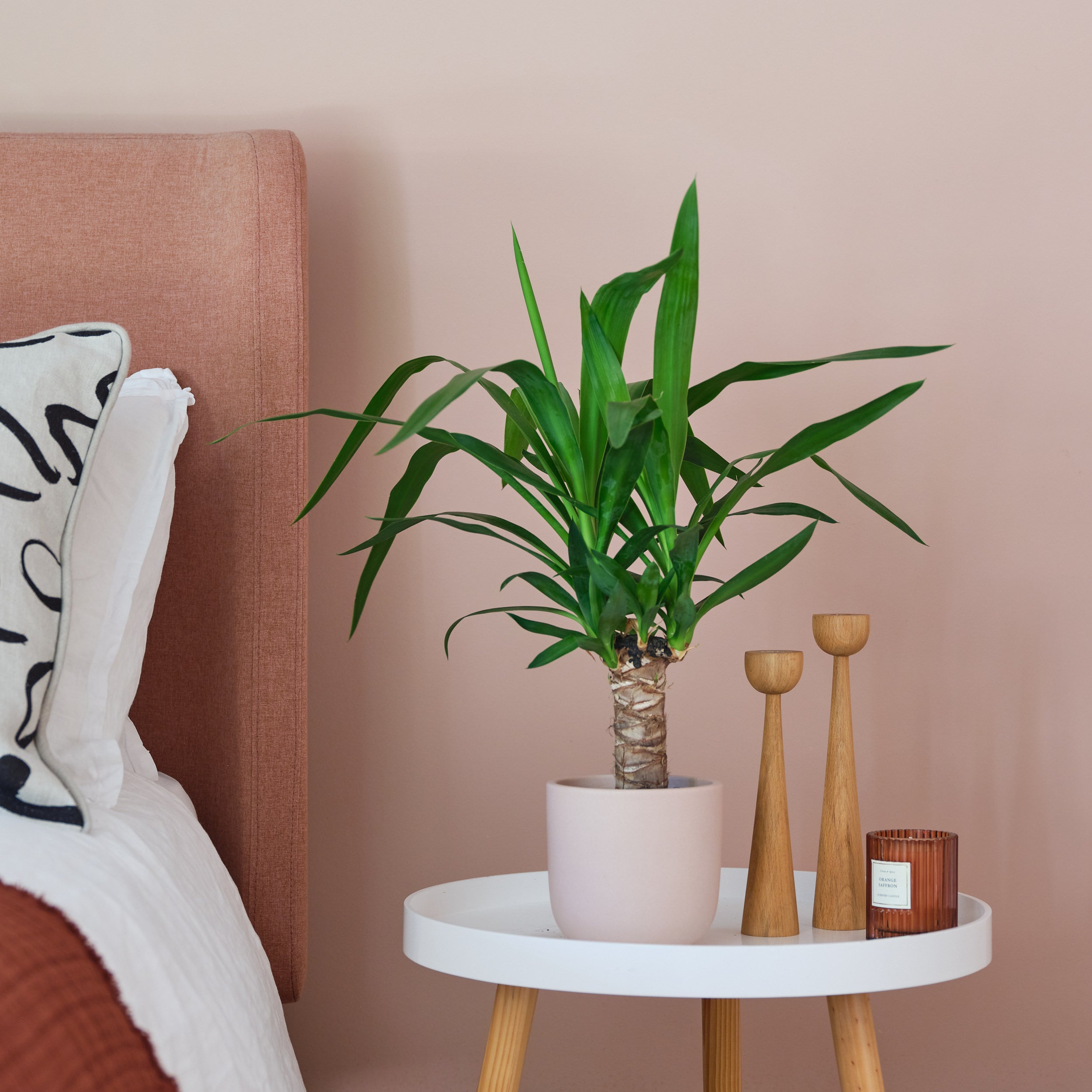 Yucca House Plant in Earthenware Pot Earthenware Pink