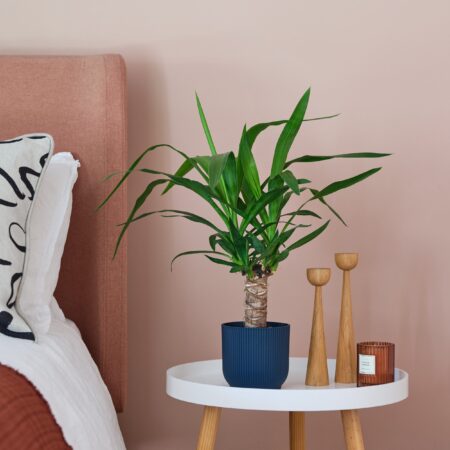 Yucca House Plant in Elho Pot Plastic Navy