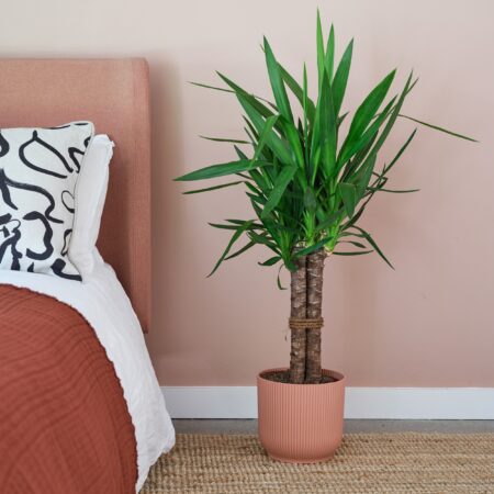 Yucca House Plant in Elho Pot Plastic Pink